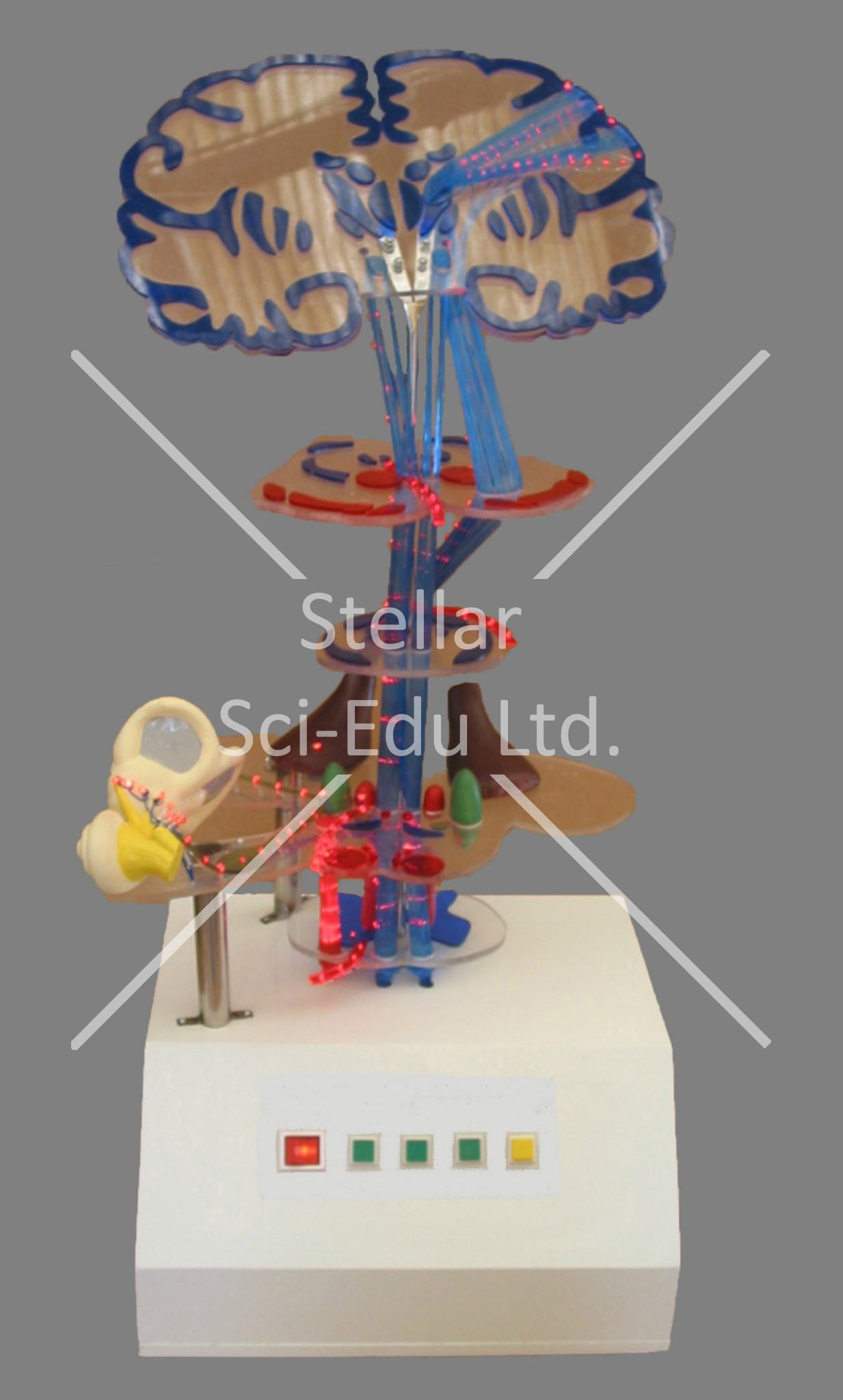 SDE281 The Electric Model of Spinal Nerve Conduction
